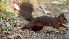 Eichhörnchen Eichhörnchen