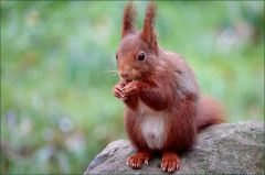 Eichhörnchen Eichhörnchen