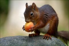 Foto aus meinem neuen eBook: Das Eichhoernchen und die Aprikose Foto aus meinem neuen eBook: Das Eichhoernchen und die Aprikose