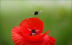 Zwei Hummeln Zwei Hummeln