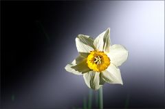 Narzisse Narzisse