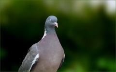 Taubenportrait Taubenportrait