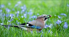 Eichelhäher Eichelhäher