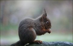 Kalter Januarmorgen Kalter Januarmorgen