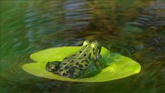 Wasserfrosch Wasserfrosch