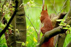 Eichhörnchen Eichhörnchen