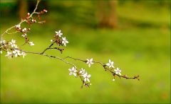Blütenzweig der Schlehe Blütenzweig der Schlehe