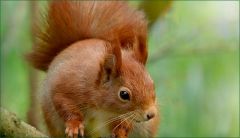 Eichhörnchen Eichhörnchen