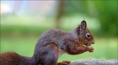 Eichhörnchen mit einer Nuss