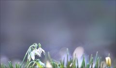 Schneeglöckchen Schneeglöckchen