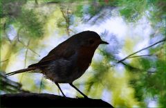 Rotkehlchen Rotkehlchen