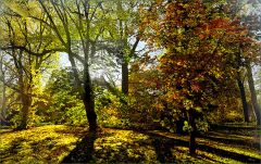 Morgensonne im Herbstwald