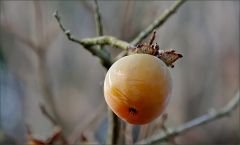 Kakipflaume unvertrocknet im Januar Kakipflaume unvertrocknet im Januar