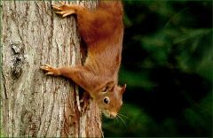 Eichhörnchen Eichhörnchen