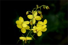 Wiesenblümchen Wiesenblümchen