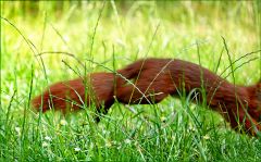 Eichhörnchen Eichhörnchen