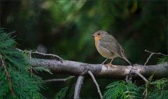 Rotkehlchen Rotkehlchen