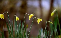Narzissen im März Narzissen im März