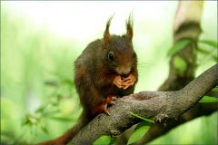 Eichhörnchen Eichhörnchen