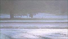 Früher Morgen mit Nebel und Raureif