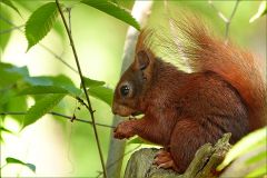 Eichhörnchen Eichhörnchen