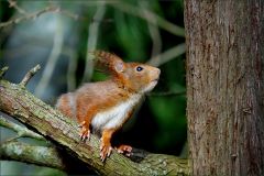 Eichhörnchen Eichhörnchen