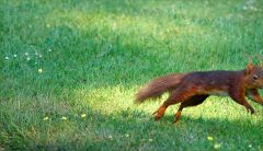 Eichhörnchen Eichhörnchen