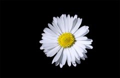 Gänseblümchen Gänseblümchen