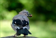 Eichelhäher Eichelhäher