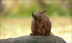 Das Eichhörnchen schüttelt den Kopf