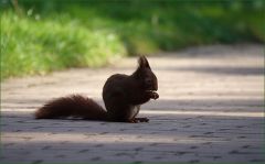 Eichhörnchen Eichhörnchen