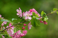 Blütenzweig Blütenzweig