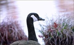 Kanadagans Kanadagans