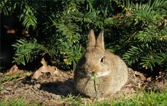 Junges Wildkaninchen Junges Wildkaninchen