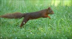 Eichhörnchen Eichhörnchen