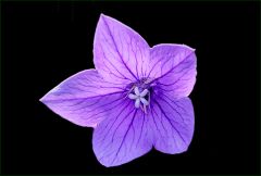 Glockenblume Glockenblume