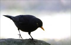 Amsel Amsel