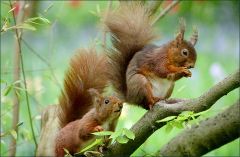 Eichhörnchen - 1 Eichhörnchen - 1