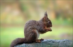 Eichhörnchen Eichhörnchen