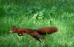 Eichhörnchen im Sprung