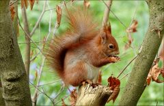 Eichhörnchen Eichhörnchen