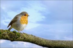 Rotkehlchen Rotkehlchen