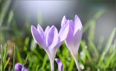 Krokusse Krokusse