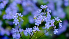 Vergissmeinnicht Vergissmeinnicht