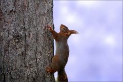 Eichhörnchen Eichhörnchen