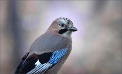 Eichelhäher Eichelhäher