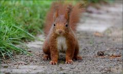 Eichhörnchen Eichhörnchen