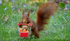 Eine Fotografin hatte einen kleinen Spielzeugeinkaufswagen dabei Eine Fotografin hatte einen kleinen Spielzeugeinkaufswagen dabei