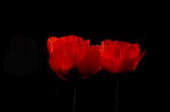 Mohn Mohn