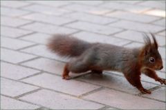 Eichhörnchen Eichhörnchen